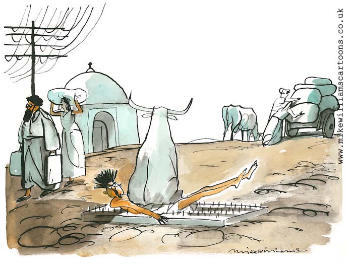 Sacred Sitting Cow cartoon by Mike Williams